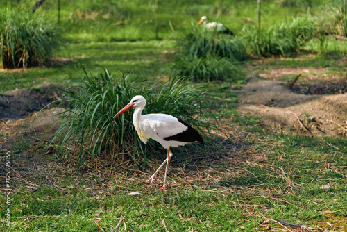 Obraz na plátně Stork bird white with long beak and thin legs standing in green grass at wetland