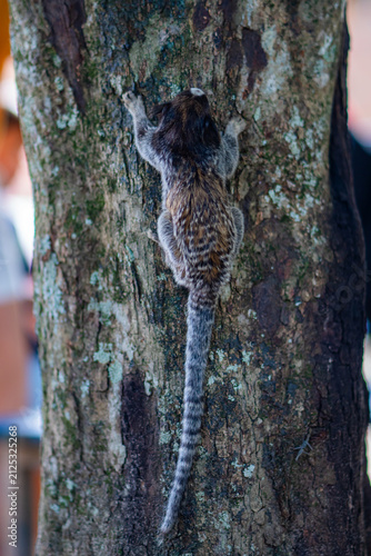 Photography Common Marmoset Wild Monkey Brazilian Wildlife Tropical Forest Nature Native Mam