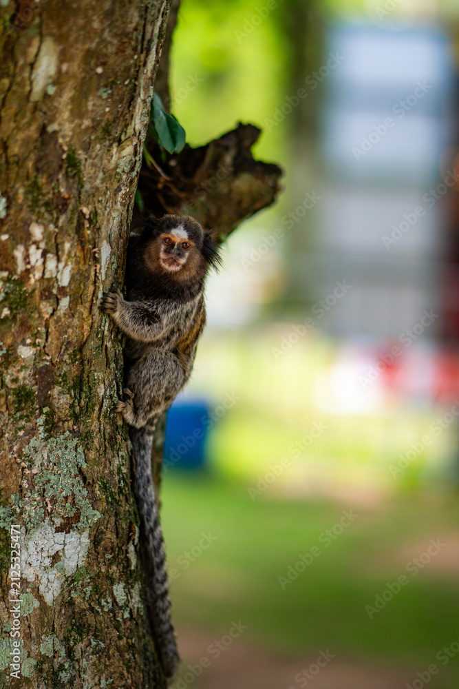 Obraz premium Common Marmoset Wild Monkey Brazilian Wildlife Tropical Forest Nature Native Mammal Primate Atlantic Forest Cerrado Animal Portrait Brazil South America Outdoor Conservation