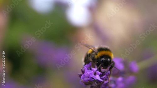 Bumble bee drinks nectar from lavender flower 