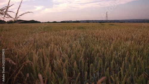 Ripe golden wheat crop plants fields in farmland countryside 