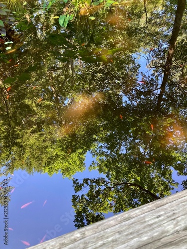 tranquil reflection of trees and a bright blue sky on the surface of a pond with small orange goldfish 