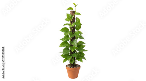 Pothos houseplant climbing a moss pole in terracotta pot, green epipremnum aureum indoor plant, tropical foliage isolated on white background