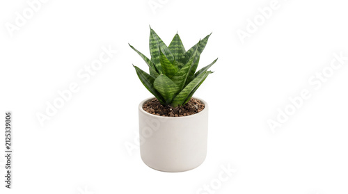 Snake plant in white ceramic pot, sansevieria trifasciata houseplant on white background, minimalist indoor greenery for home decor