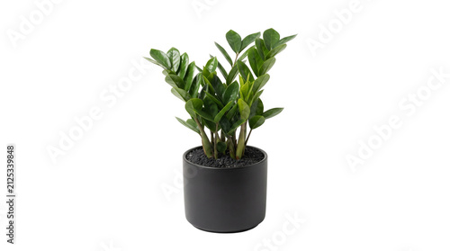 Zamioculcas zamiifolia houseplant in black ceramic pot, vibrant green ZZ plant isolated on white background, modern indoor foliage for home decor