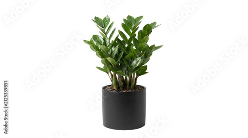 Zamioculcas zamiifolia houseplant in black ceramic pot, lush green ZZ plant isolated on white background, modern indoor foliage for home decor