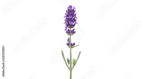 Fresh lavender flower sprig on white background, aromatic purple lavender blossom, organic herbal plant stem for aromatherapy and wellness design