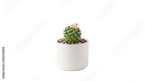 Blooming cactus in white ceramic pot, small succulent plant with pink flower, minimalist indoor houseplant isolated on white background