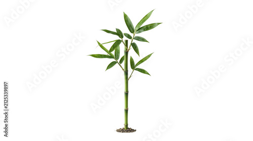 Green bamboo plant with fresh leaves isolated on white background, tropical bamboo stalk with vibrant foliage, organic zen botanical element for spa and wellness design