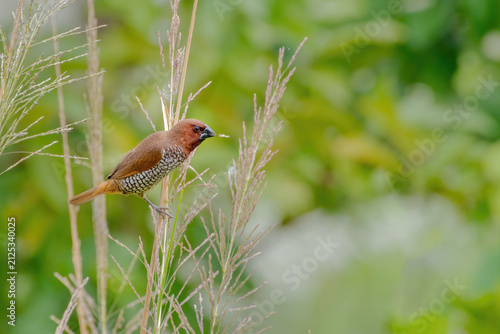 Photography A beautiful Scaly-breasted munia or Spotted munia (Lonchura punctulata) perching on grass and eating grass seeds in a green blurred background