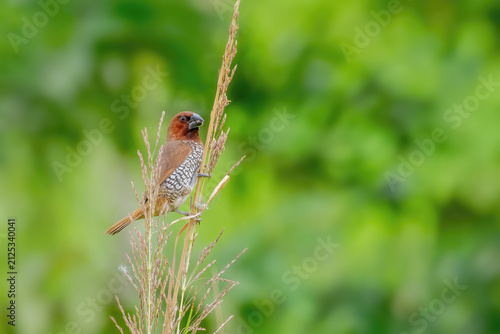 Photography A beautiful Scaly-breasted munia or Spotted munia (Lonchura punctulata) perching on grass and eating grass seeds in a green blurred background