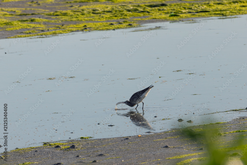 Fototapeta premium Whimbrel feeding in shallow water