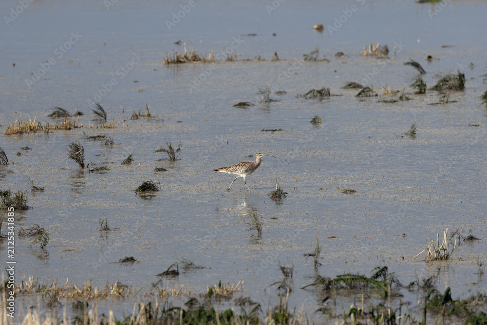 Fototapeta premium Whimbrel wading on a tidal mudflat