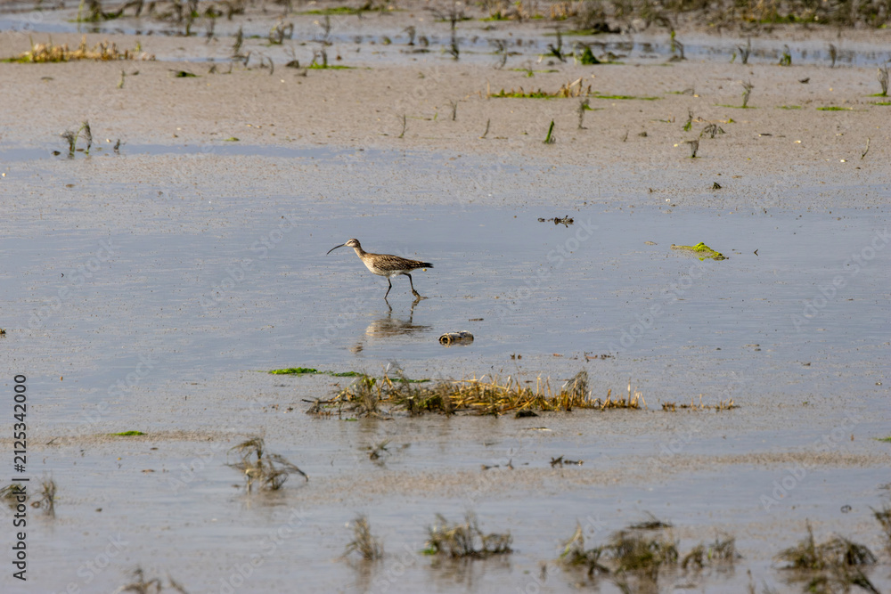 Fototapeta premium Whimbrel walking on a wet mudflat