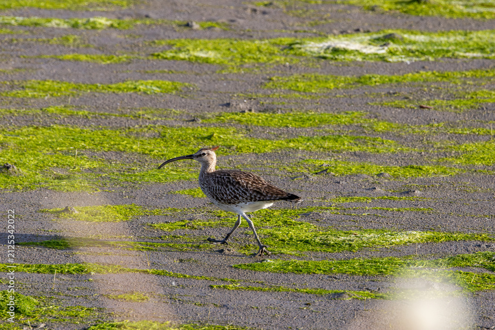 Fototapeta premium Whimbrel walking on algae-covered mud