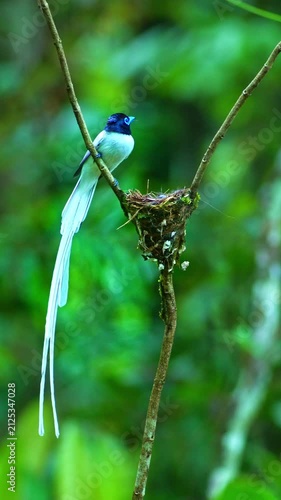 Elegant long white tail feathers and vibrant blue eye rings make the paradise flycatcher appear like a fairy tale bird. The nest scene captures the beauty of tropical biodiversity and motherhood.