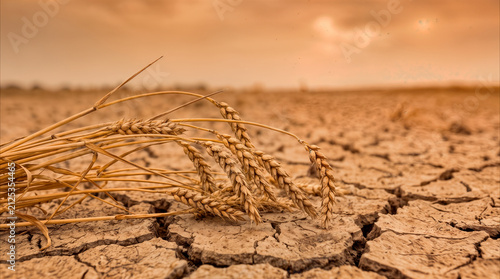 Dried wheat stalks lying on cracked parched earth. Global food security and agriculture crisis concept.