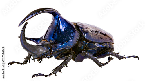 Foto Large iridescent blue rhinoceros beetle with prominent horns, isolated on transp