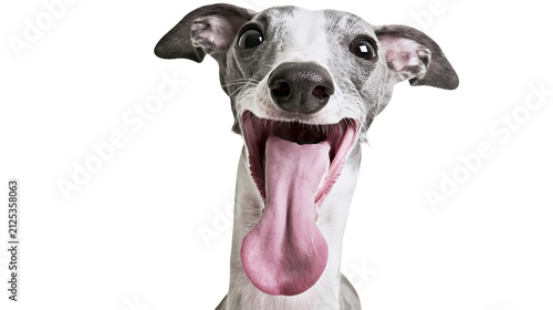 Funny whippet dog with mouth wide open and long pink tongue hanging out, isolated on transparent background