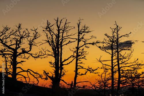 Minimalist silhouetted pine tree branches against a fiery sunset gradient