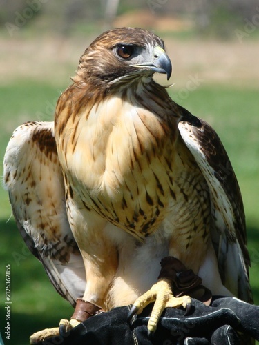 red tailed hawk bird of prey