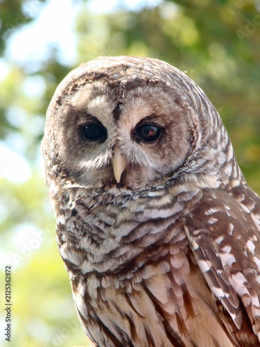 barred owl bird close up