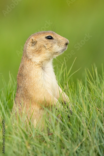 Fotografie prairie dog on grass