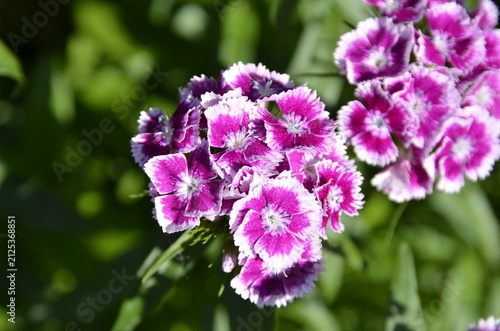 sweet william flowers bloom