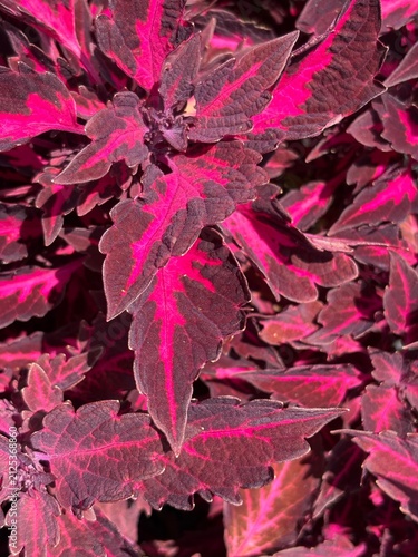 Coleus plant red leaves background texture