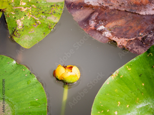 Quadro su tela Yellow water lily flower (Nuphar lutea) growing in a pond among large green floating leaves