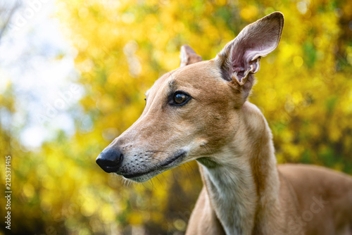 Fotografie Close-up portrait of a greyhound dog with yellow spring flowers background