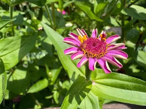 pink and yellow zinnia flower