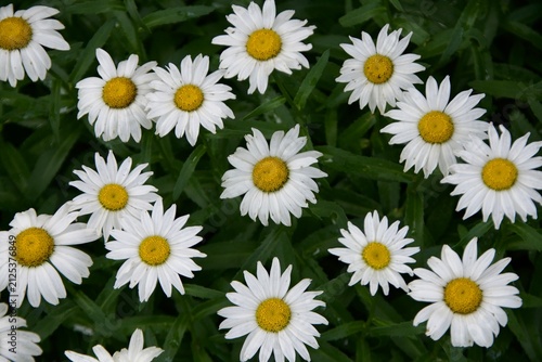 daisies blooming in flower garden