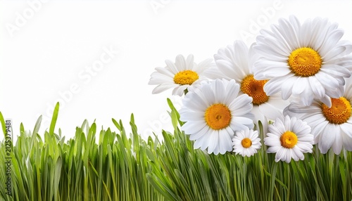 Daisies On Transparent Background