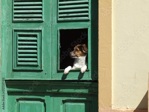 Konstfotografi Hund am Fenster