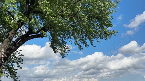 Tree branches in the wind against blue sky with fluffy clouds.