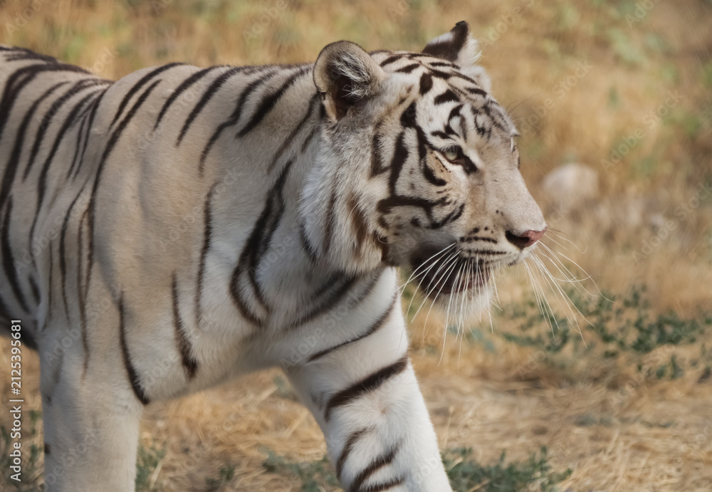 Obraz premium White Bengal tiger with a thoughtful look in the wild with shallow depth of field.