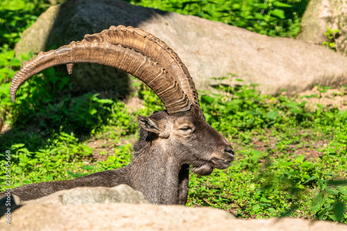 Bild auf Leinwand Male alpine ibex with large curved horn resting in nature
