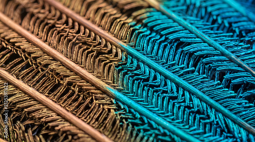 Peacock feather eye ocellus iridescent macro detail texture