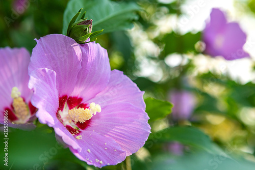 Bild auf Leinwand Close-up of pink hibiscus bloom with pollen and bud in a sunlit garden