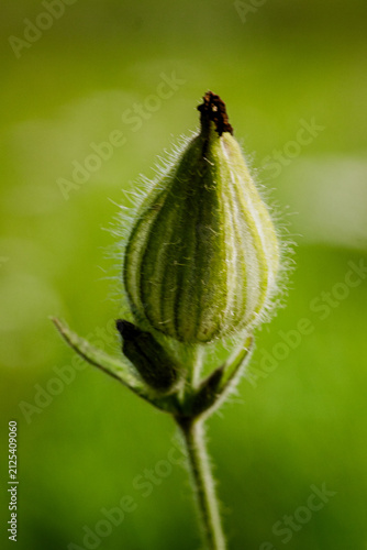 Obraz na płótnie Hairy green flower bud developing against a soft natural background