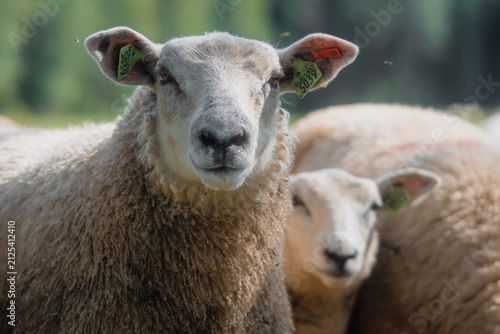 Curious tagged sheep looking directly at the camera in a pasture