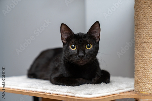 Konstfotografi cat laying, sleeping, relaxing, looking on a soft cats shelf of a cat's house, cat tower, cat tree on top indoors