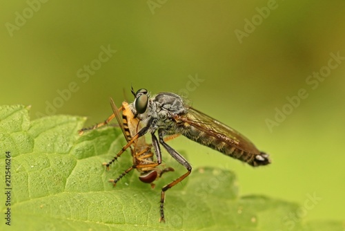 Garten-Raubfliege (Neomochtherus geniculatus) mit erbeuteter Schwebfliege