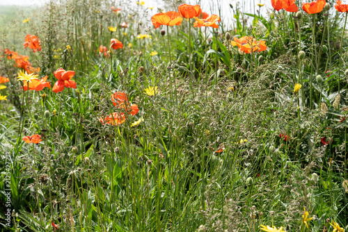 Wildflower Meadow with Red Poppies in Soft Foggy Spring Landscape.