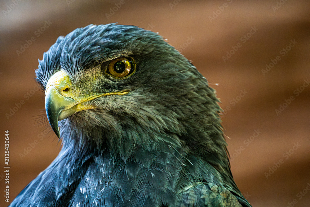 Fototapeta premium Black-chested buzzard-eagle head close up portrait
