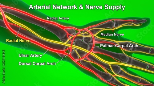 Human wrist arterial network and nerve supply. Medical diagram of hand anatomy.