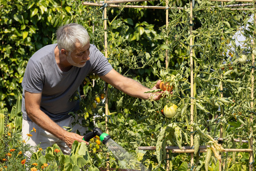 Bild auf Leinwand Middle aged man caring for backyard vegetable garden with homegrown organic toma