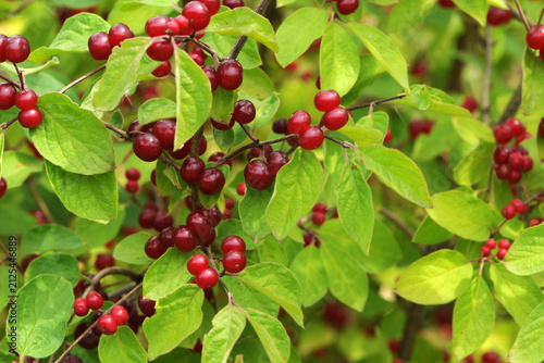 Rote Heckenkirsche,  Gewöhnliche  Heckenkirsche,  Lonicera xylosteum, reife rote Beeren