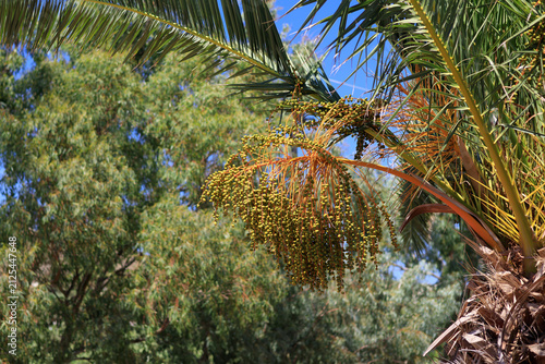 Beautiful palm fruits in Greece on the island of Kefalonia